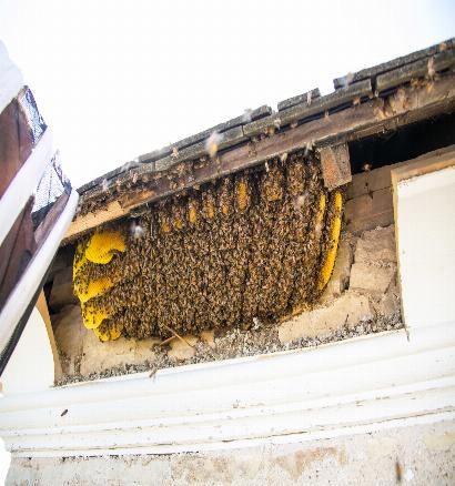 Where to find the best Kendall Bee Removal Services and What not to do!