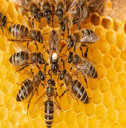 Finding A Professional Supplier Of Bee Removal Solutions