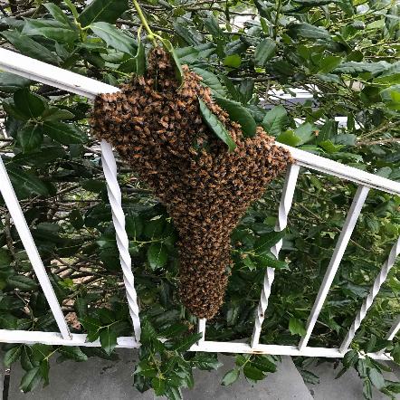 3 Situations When Humane Bee Removal Is Necessary